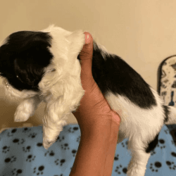 Shih Tzu puppies looking for forever homes