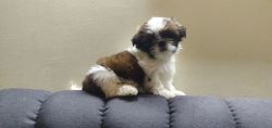 show quality kci registered shithtzu male pup for sale