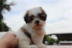 free Shih Tzu Puppies for a good Home
