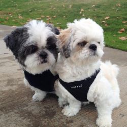 Shih Tzu Dogs and Puppies for sale