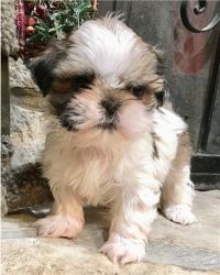 Lovely male and female Shih Tzu puppies for Re-homing!