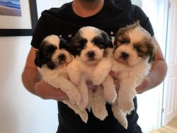 Popi Cute Shih Tzu Puppy for Adoption / Rehoming USA [Dogs] Shih tzu