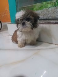 Shih Tzu puppies for sale