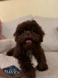 Saucy! An Adorable Shih Tzu Puppy!