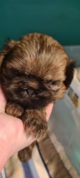 HOLIDAY SALE! REGISTERED TINY IMPERIAL SHIH TZU MALE PUPPY!