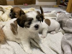 Shih Tzu- Shitzu/Chihuahua puppies