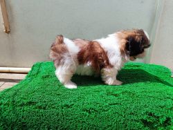 Shih Tzu top quality puppies available