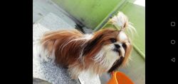 Shihtzu very healthy TRICOLOUR puppies for sale