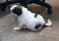 Shih tzu imported quality 50 days old with docs