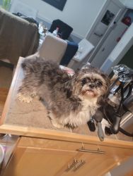 Sweet shih tzu looking for new home