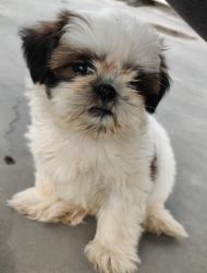 Shihtzue puppy for sale