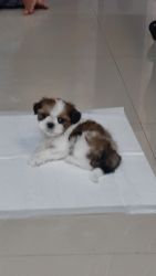 35 Day old Shitzu puppy