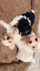 Three female puppies Shih Tzu Pomeranian