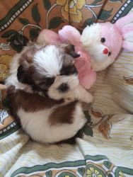 Male shihtzu of 45 days old available