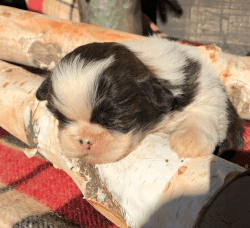 Lovely shih tzu puppies for sale