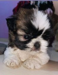 Active and primium quality shih tuz for sale