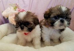 2 month old mini shih tzu puppies for sale whatsapp +1 (2xx) xx5 5xx1
