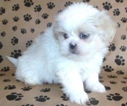 shih tzu puppy for sale