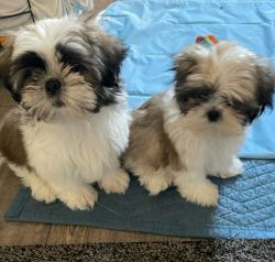 10 week old Shih Tzu puppies for sale