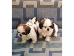SHIH TZU MALE AND FEMALE PUPPIES FOR SALE