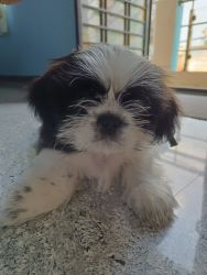 Shih Tzu puppy 3 months
