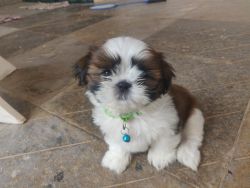 60-day-old male shitzu puppy for sale