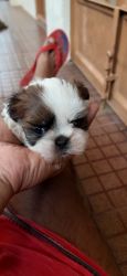 Male Shihtzu puppy, 47 days old
