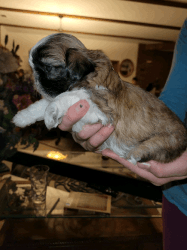 Beautiful shihtzu puppy for sale