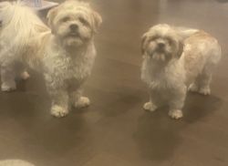 Two Shih Tzu's 18 months old ready for rehoming