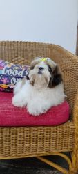 Shihtzu puppy for sale.All vaccinations done.5 months old male puppy.