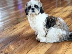 One year old male Shih Tzu for sale
