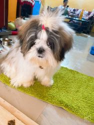 Sell shihtzu 21 months old