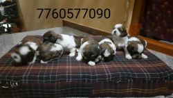 Shih Tzu puppies available for sale