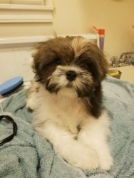 Shih tzu puppies for sale