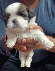 baby shih Tzu male for sale at very attractive price