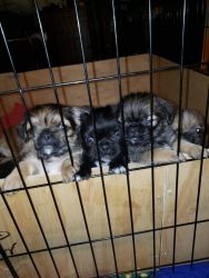 Shi tzu pug mix puppies for sale