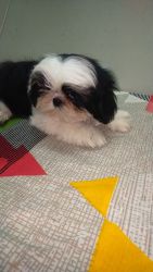 Shihtzu pups available show quality