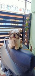 Shih tzu 6 months Mel Pappy for sell