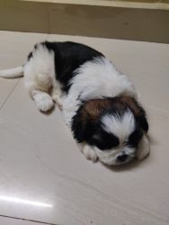 Male shih tzu pup for sale in chennai