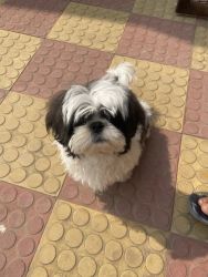 Shih tzu 3 months old fully vaccinated