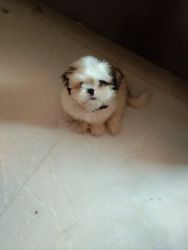 2 1/2 months puppy