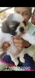 Shih Tzu female puppies available