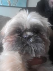 Rehoming Shih Tzu 7 month old puppy
