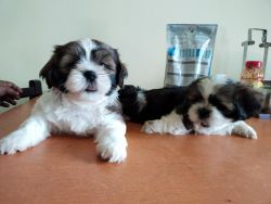 Shihtzu puppies available for sale
