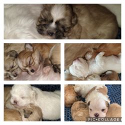 Precious Shih-Tzu Pups