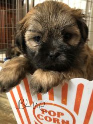 Shih-Tzu Puppies for Sale