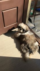 Shih tzu 3 months year old for sell
