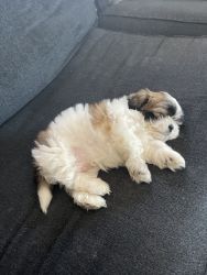 8 week old puppy full breed shih tzu