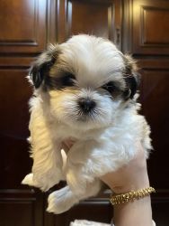 Shihtzu Male Puppies Looking for a Loving Home