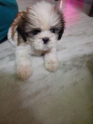 45days old female shitzhu puppy for sale